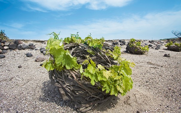 A Santorin, les vignes sont taillées en nid d’oiseau (ou panier) appelé Koulara. Cette méthode est la seule qui permet de protéger les raisins des vents forts, du soleil brulant et du dessèchement.
